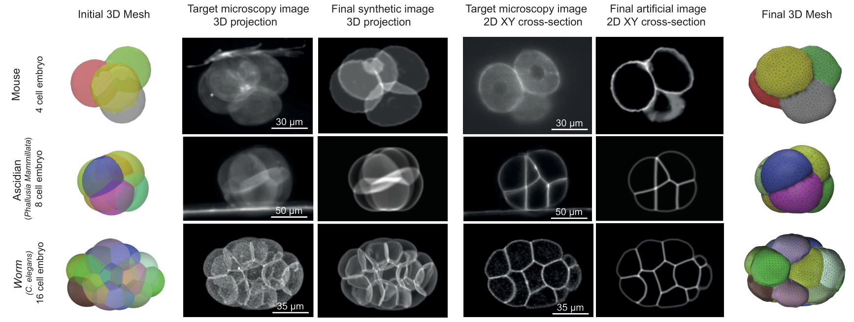 Embryo reconstructions